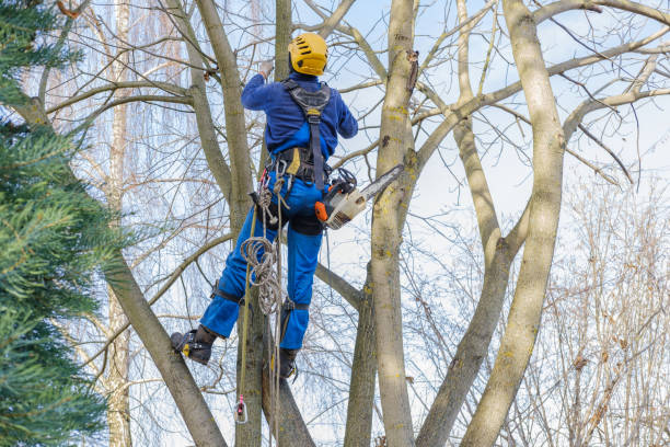 How Our Tree Care Process Works  in  Metter, GA