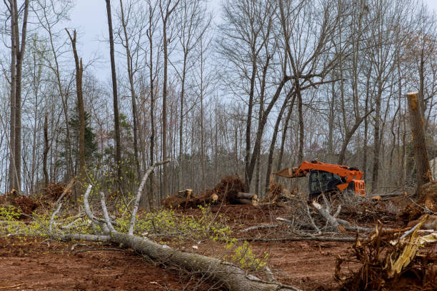 Leaf Removal in Metter, GA